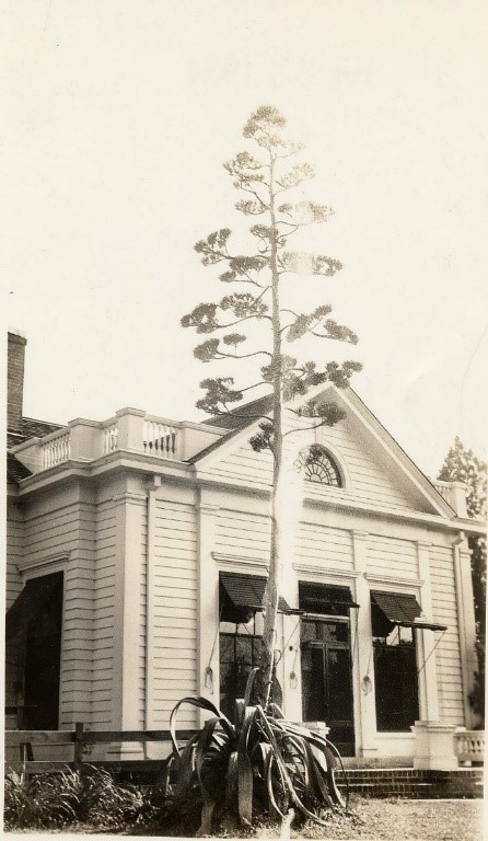 Caption: Century plant at east end of Main House circa 1930