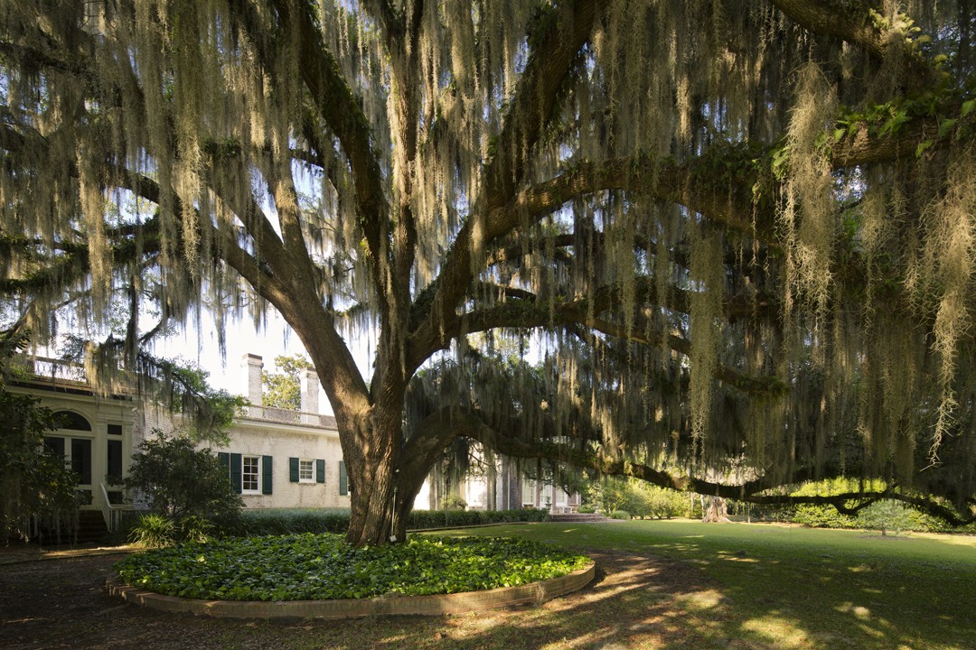 Home Pebble Hill Plantation