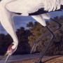 Click to enlarge image Hooping Crane by John James Audubon