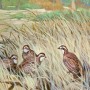 Click to enlarge image North Wall - Quail Panel