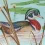 Click to enlarge image West Wall - Wood Duck Closeup