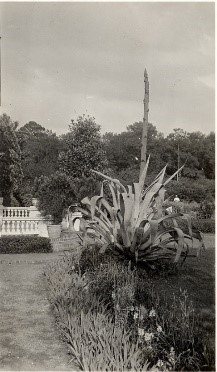 Caption:  Century Plant at the east side of the Main House circa 1925